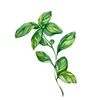 themintedbasil